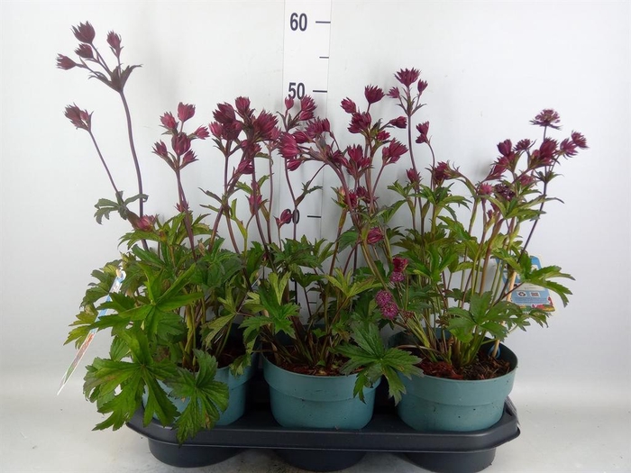 <h4>Astrantia major</h4>