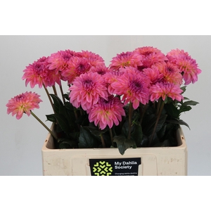 Dahlia Esli