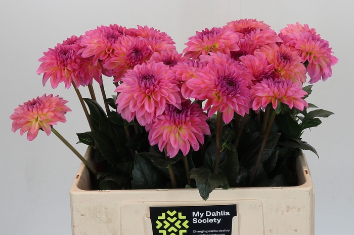 <h4>Dahlia Esli</h4>