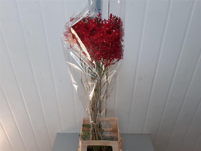<h4>Epidendrum Red</h4>