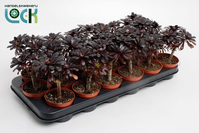 <h4>Aeonium Nigrum</h4>