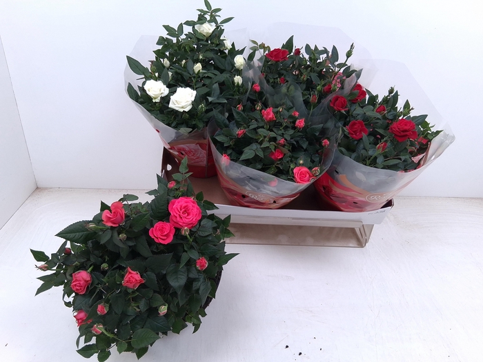 <h4>RO FAV RO GEM 3 SRT</h4>