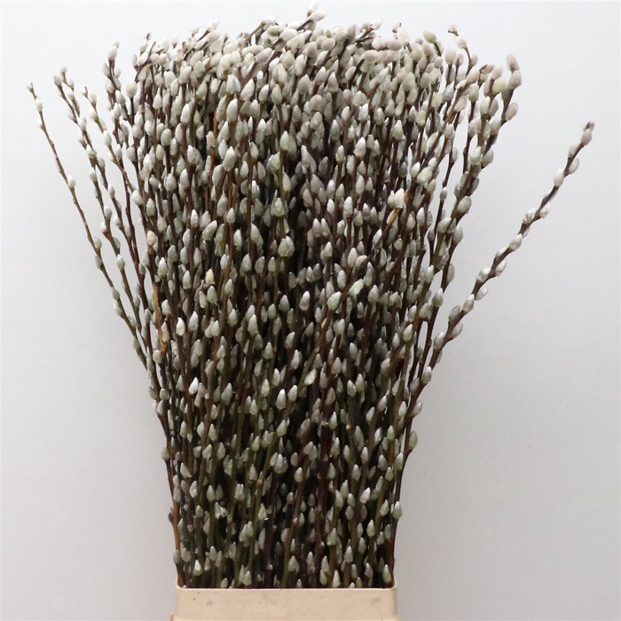 <h4>Salix Caprea 'snow Flake' (ch) Fresh!</h4>