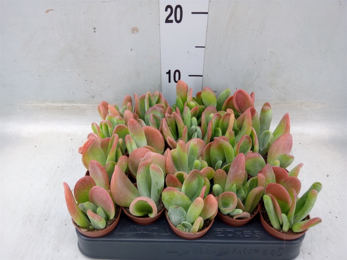 <h4>Kalanchoe NF   ...</h4>