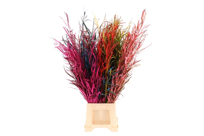 <h4>Grevillea Mix</h4>