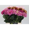 Dahlia   ...mix in fust