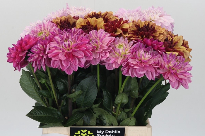 Dahlia   ...mix in fust