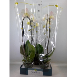 Phalaenopsis   ...white