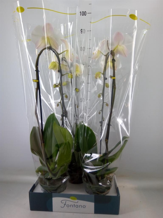 <h4>Phalaenopsis   ...white</h4>