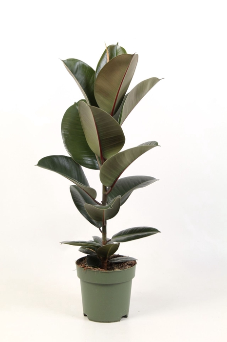 <h4>Ficus Elastica Robusta</h4>