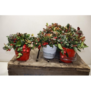 Gaulth Pr Big Berry In Zinken Potje