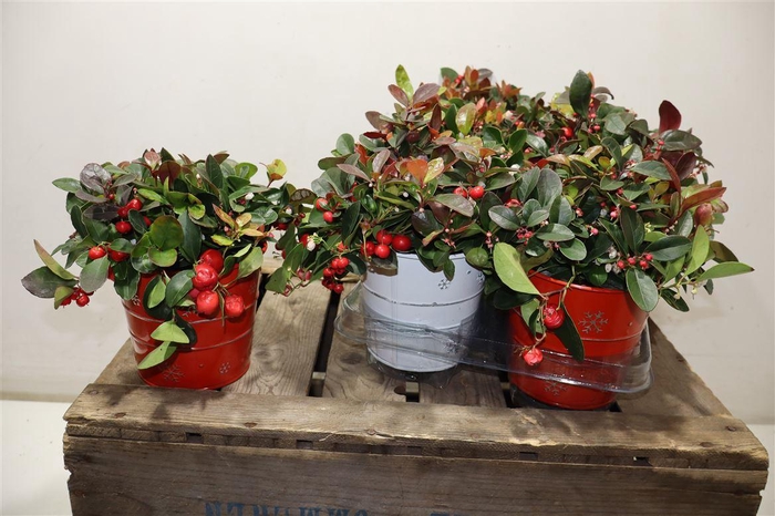 <h4>Gaulth Pr Big Berry In Zinken Potje</h4>