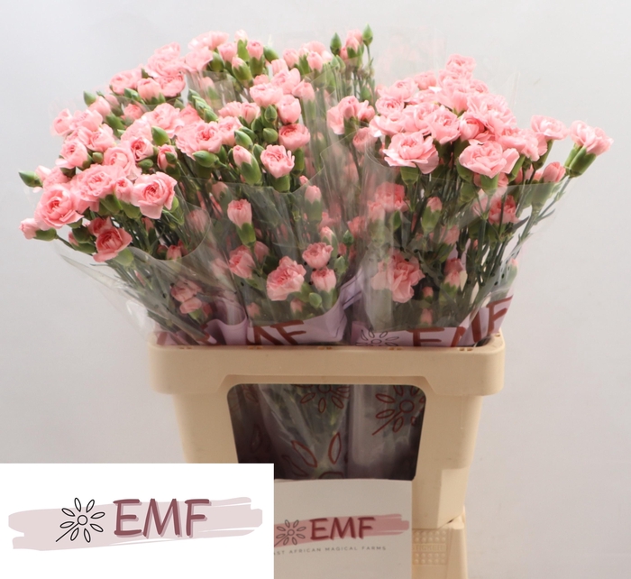 <h4>Di Tr Rascal Pink</h4>