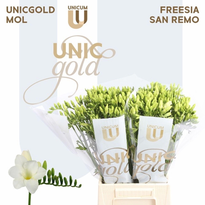 <h4>Freesia enk Diamond River</h4>