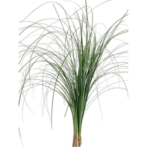 ŽAL BEARGRASS