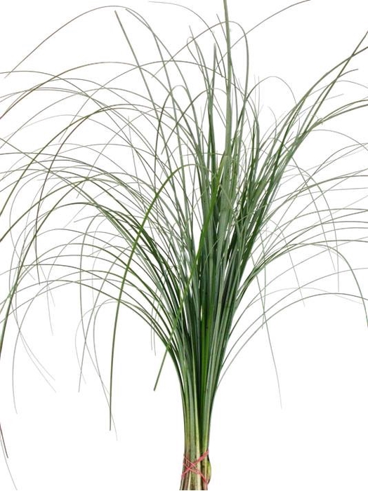 <h4>ŽAL BEARGRASS</h4>