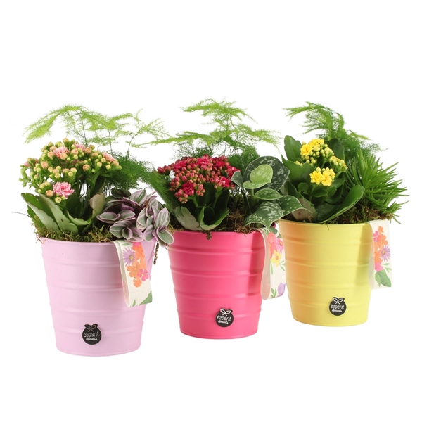 <h4>31491: Color circus arrangement</h4>