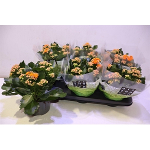 arr8 Kalan B Ge Perf Orange