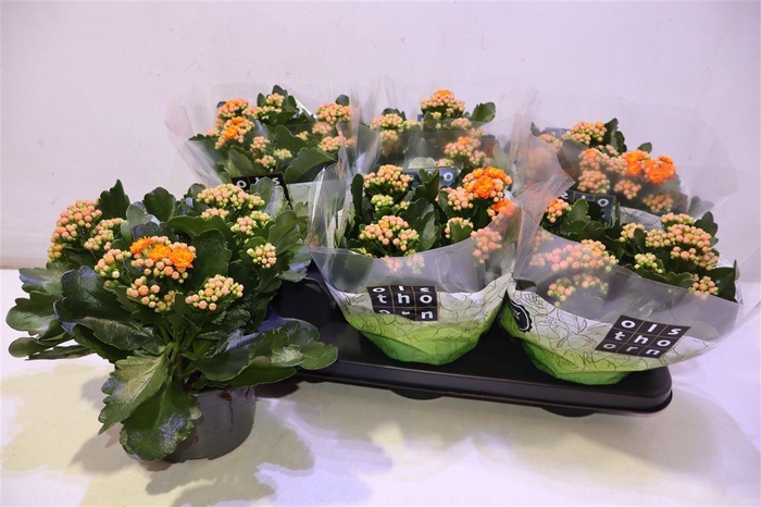 <h4>arr8 Kalan B Ge Perf Orange</h4>