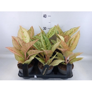 Aglaonema   ...