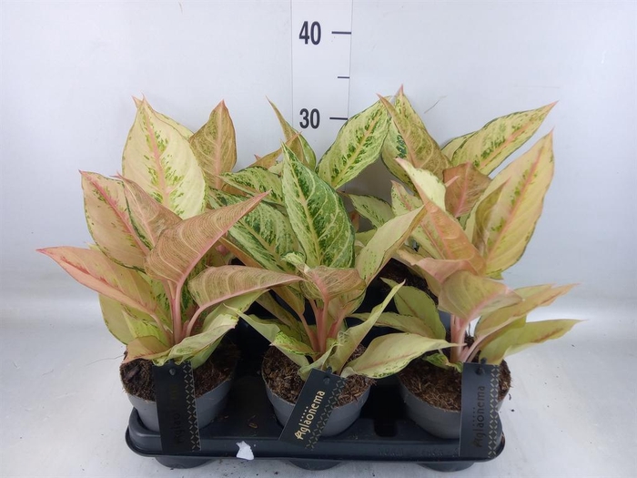 <h4>Aglaonema   ...</h4>