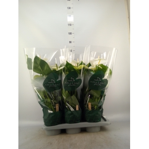 Anthurium andr. 'Samora'