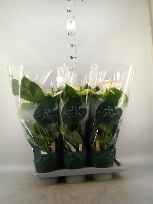 <h4>Anthurium andr. 'Samora'</h4>