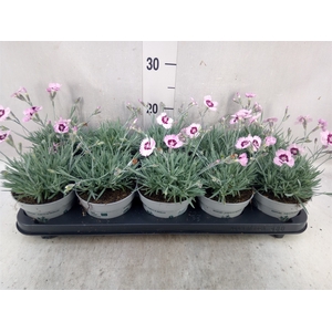 Dianthus car. 'Mountain Frost Pink'