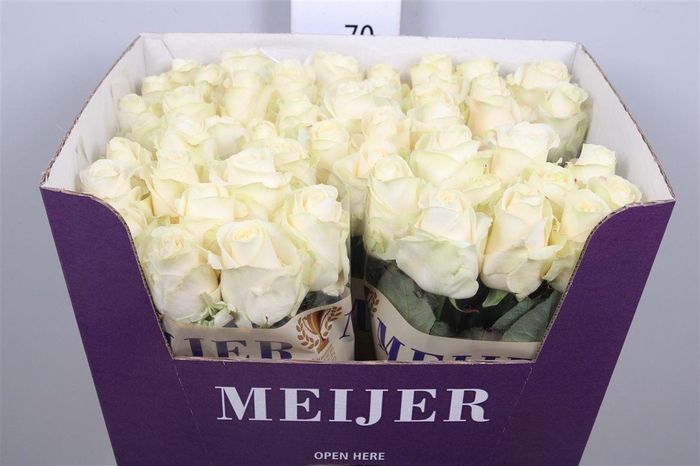 <h4>R Gr Four Seasons+</h4>