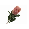 Protea Pink