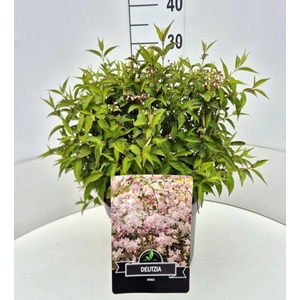 Deutzia rosea