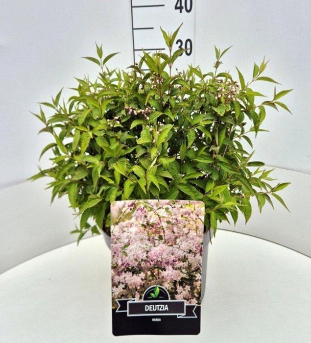 <h4>Deutzia rosea</h4>
