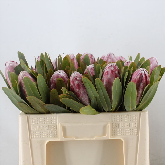 <h4>Protea Pink Lady</h4>