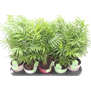 CHAMAEDOREA ELEGANS P11