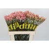 Blushing Bride Pink 6/9 Flowers