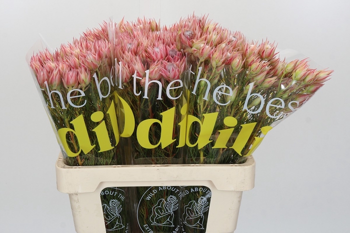 <h4>Blushing Bride Pink 6/9 Flowers</h4>