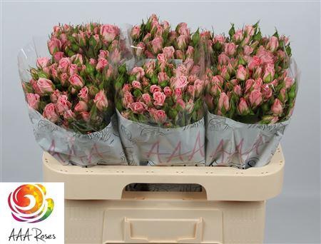 <h4>R Tr Odilia</h4>