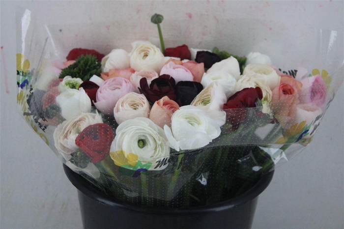 <h4>Ran Cloni 1 Mix</h4>