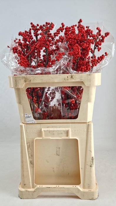 <h4>ILEX VE OOSTERWIJK</h4>