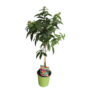 Stam 19cm Cestrum elegans Deep Red