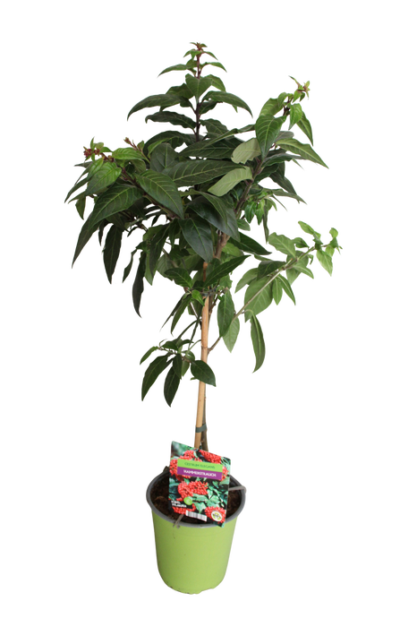 Stam 19cm Cestrum elegans Deep Red