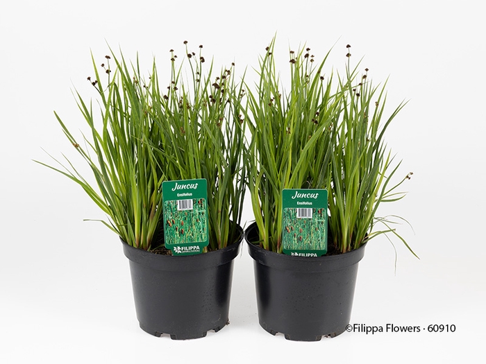 <h4>JUNCUS ENSIFOLIUS</h4>