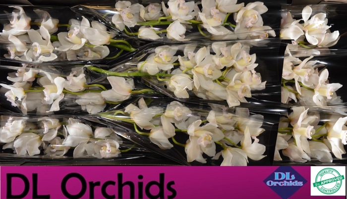 <h4>CYMB T MUSCLE WHITE</h4>