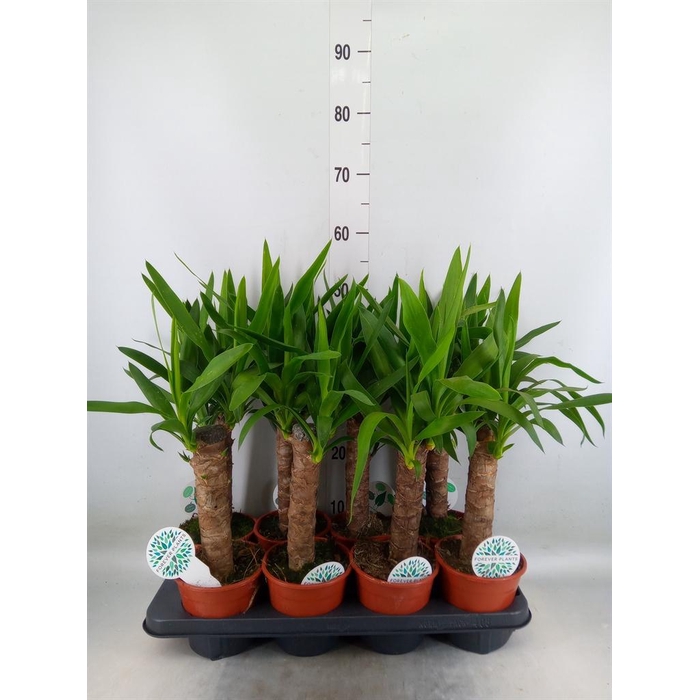 <h4>Yucca   ...</h4>