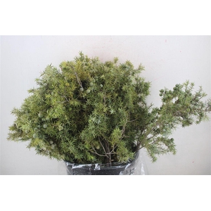 Jenever Berry 300gr P Bunch