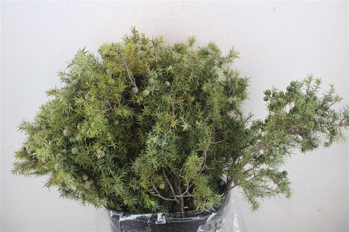 <h4>Jenever Berry 300gr P Bunch</h4>