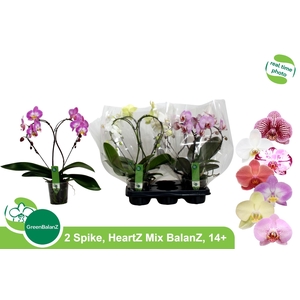 PHAL GR HEARTZ