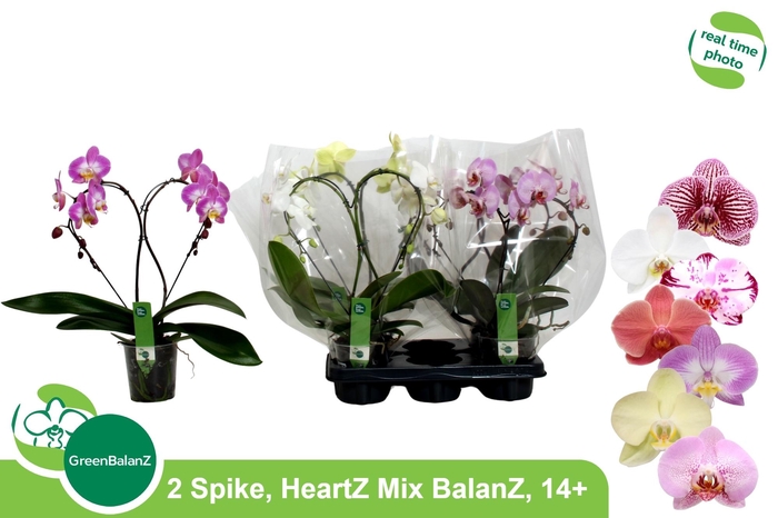 <h4>PHAL GR HEARTZ</h4>