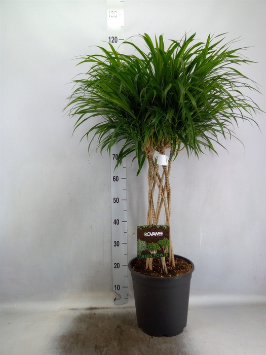 Dracaena refl.   ...