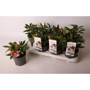 Helleborus orientalis dbl. Dark Pink (bloeiend)